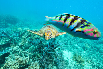 green turtle in the great barrier reef