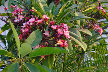 Plumeria rubra is a species of deciduous plant that belongs to the genus Plumeria. Pink frangipani. 