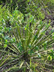 grass in the garden
