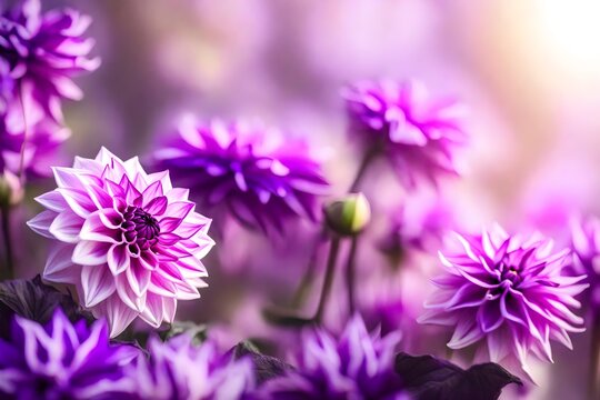 Artistic shot of dahlia flower, Lilac Purple Color beautiful flowers background