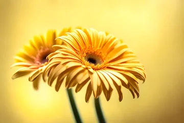 Foto auf Acrylglas Antireflex Artistic shot of gerbera flower, Lemon Zest Yellow Color beautiful flowers background © Farhana