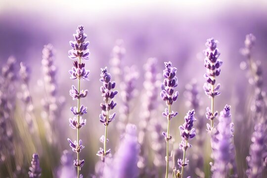 Artistic shot of lavender flower, Mauve Mist Color beautiful flowers background