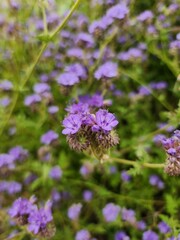 flowers in the garden