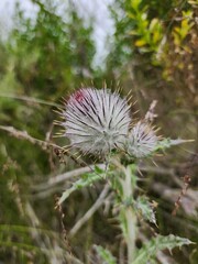 thistle in bloom