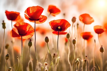 Artistic shot of poppy flower, Poppy Red Color beautiful flowers background