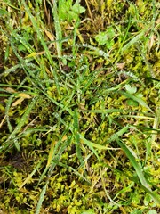 Fototapeta na wymiar close up of green moss