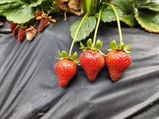 strawberries in a glass