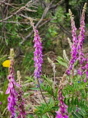 flowers in the field