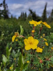 Obraz premium yellow flowers in the garden