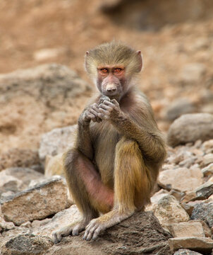 The hamadryas baboon  is a species of baboon within the Old World monkey family.. It is native to Horn of Africa. Photo taken in Djibouti..