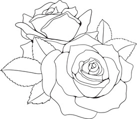 Rose Flower Line Art
