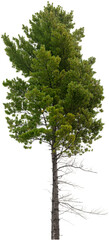 Tree pine isolated on transparent background. Spruce	
