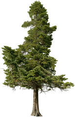 Tree pine isolated on transparent background. Spruce	

