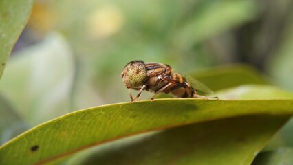 Insect life in nature