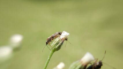 Insect life in nature