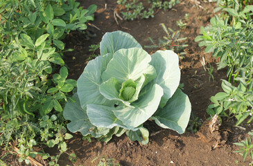 Photo of a very fertile cabbage plant.
