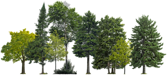 Trees and pines isolated on transparent background. Forest landscape	
