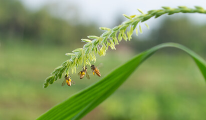 Photo of honey bees foraging in cornflowers.