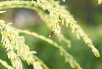Photo of honey bees foraging in cornflowers.