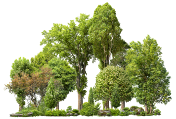 Cutout tree line. Forest and green foliage in summer. Row of trees and shrubs isolated on transparent background. Forest scape. High quality clipping mask