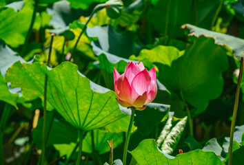 Obraz na płótnie Canvas lotus flower in the garden