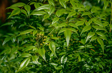 green leaves on a branch