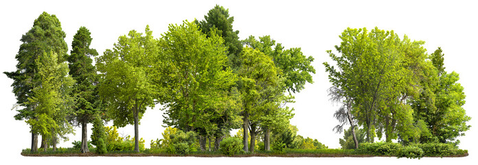 Cutout tree line. Forest and green foliage in summer. Row of trees and shrubs isolated on transparent background. Forest scape. High quality clipping mask