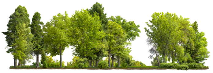 Cutout tree line. Forest and green foliage in summer. Row of trees and shrubs isolated on transparent background. Forest scape. High quality clipping mask