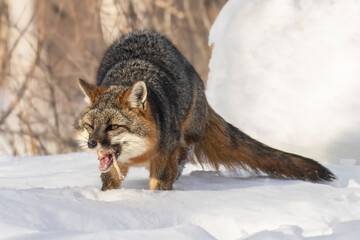 Chow Down. Gray Fox (Urocyon cinereoargenteus) wolfs down a chucnk of its prey, a tasty piece of meat. Fierce mammal canine feeding in a coat of winter snow. Taken in controlled conditions