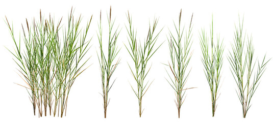 Bunch of wild grass. Green tufts isolated on transparent background. Blades of grass	
 - obrazy, fototapety, plakaty
