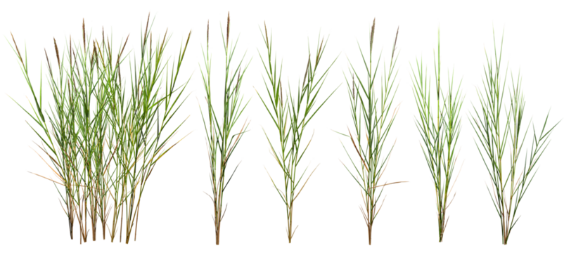 Bunch of wild grass. Green tufts isolated on transparent background. Blades of grass	
