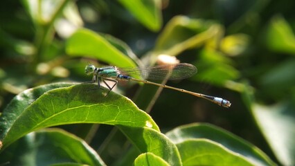 Needles dragonfly are doing mating in nature