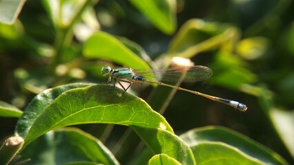 Needles dragonfly are doing mating in nature