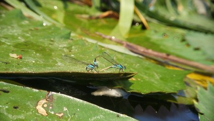 Needles dragonfly are doing mating in nature