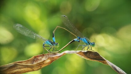 Needles dragonfly are doing mating in nature