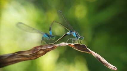 Needles dragonfly are doing mating in nature