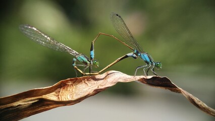 Needles dragonfly are doing mating in nature