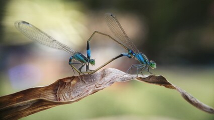Needles dragonfly are doing mating in nature