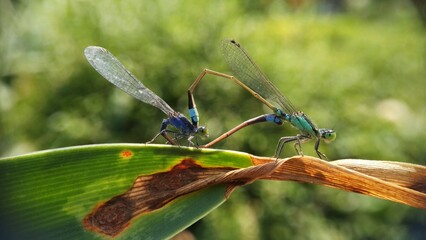 Needles dragonfly are doing mating in nature