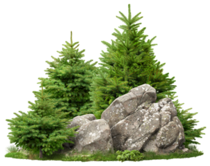 Cutout stones surrounded by fir trees and green plants. Garden design isolated on transparent background. Decorative shrub for landscaping