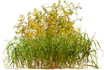 Wild plants and grass in summer isolated on transparent background. Yellow flowers in field