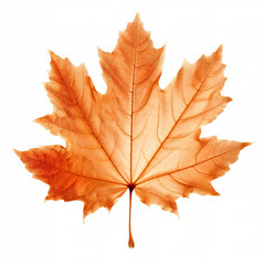 Fall leave transparent on white isolated background