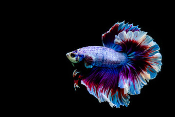 Betta Fish, Siamese Fighting fish original from Thailand Isolated on different black, blue or grey background