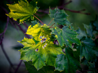 Green leaves lighted by the summer sun