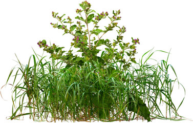Wild plants and grass in summer isolated on transparent background. Thistle in bloom	
