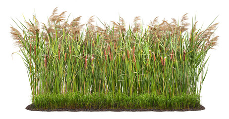 Cut out plant. Reed grass. Cattail and reed plant isolated on transparent background. Cutout...