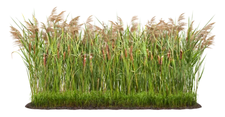 Foto op Canvas Cut out plant. Reed grass. Cattail and reed plant isolated on transparent background. Cutout distaff and bulrush © Kimo
