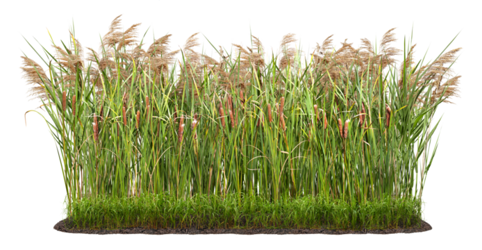 Cut out plant. Reed grass. Cattail and reed plant isolated on transparent background. Cutout distaff and bulrush