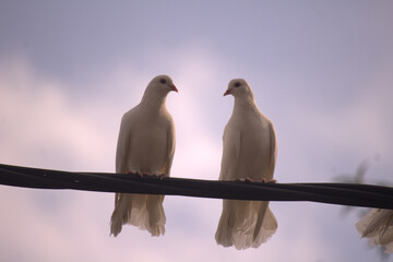 The photo captures a moment of romance between two white doves. The pair is seen perched closely...