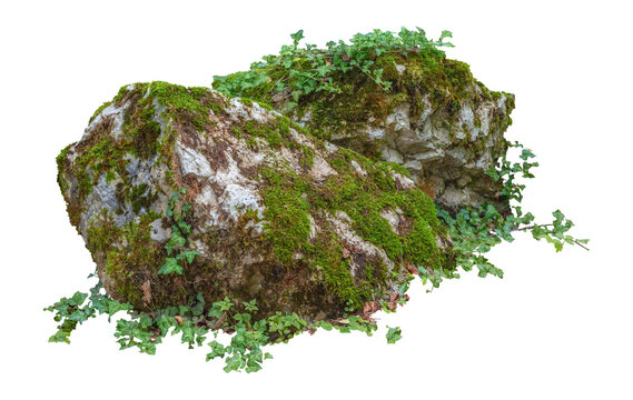 Cut out mossy rocks. Ancient boulder with moss isolated on transparent background. Large stone covered by ivy.